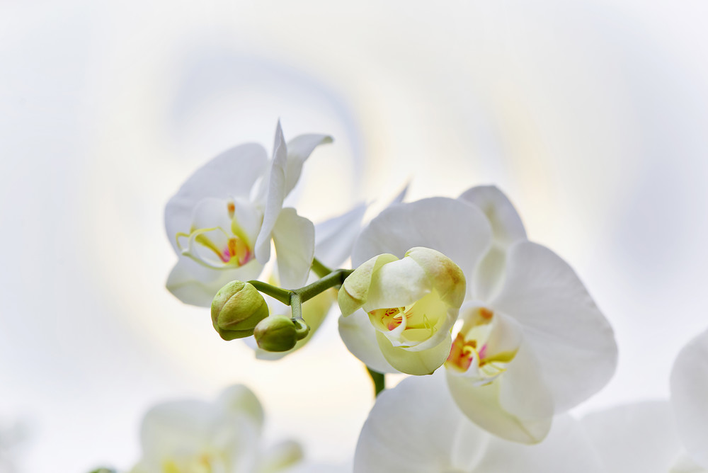 Orchidee_1190 1.jpg
